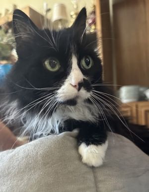 Ms. Ceaser Domestic Long Hair Cat