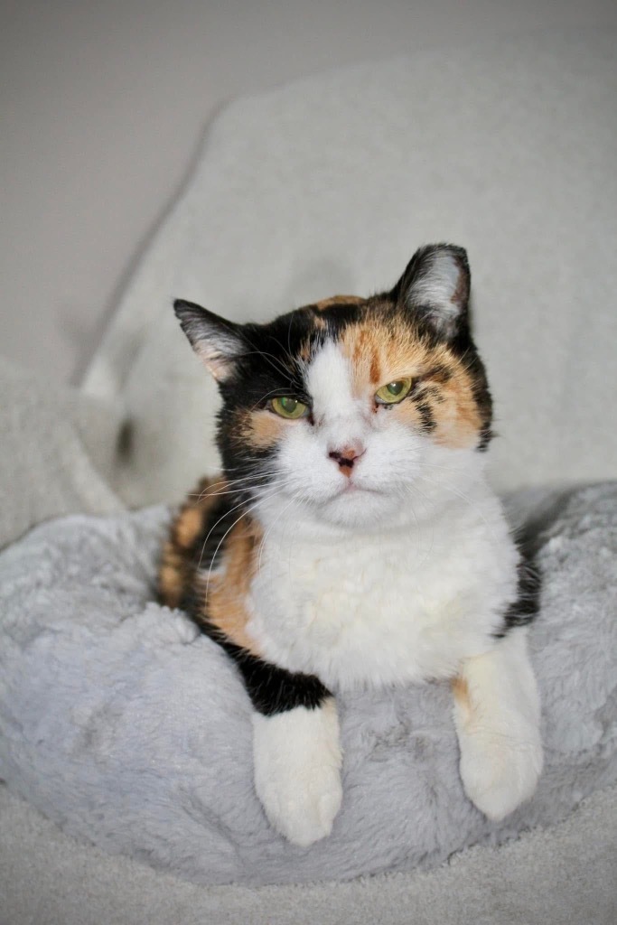Cleo, an adoptable Domestic Short Hair in Cloquet, MN, 55720 | Photo Image 1