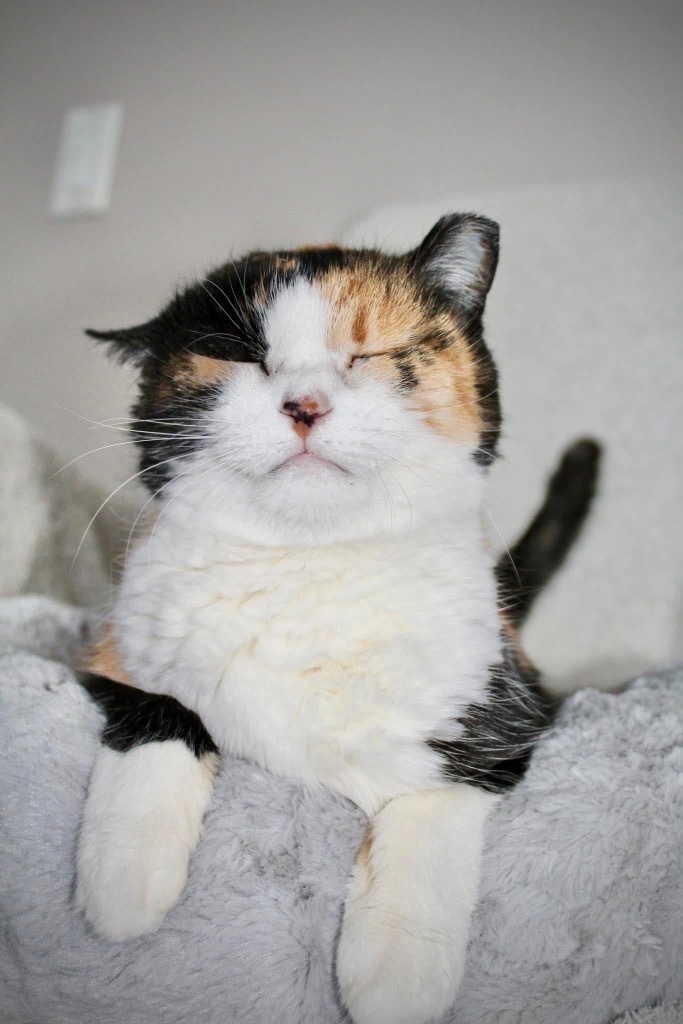 Cleo, an adoptable Domestic Short Hair in Cloquet, MN, 55720 | Photo Image 2