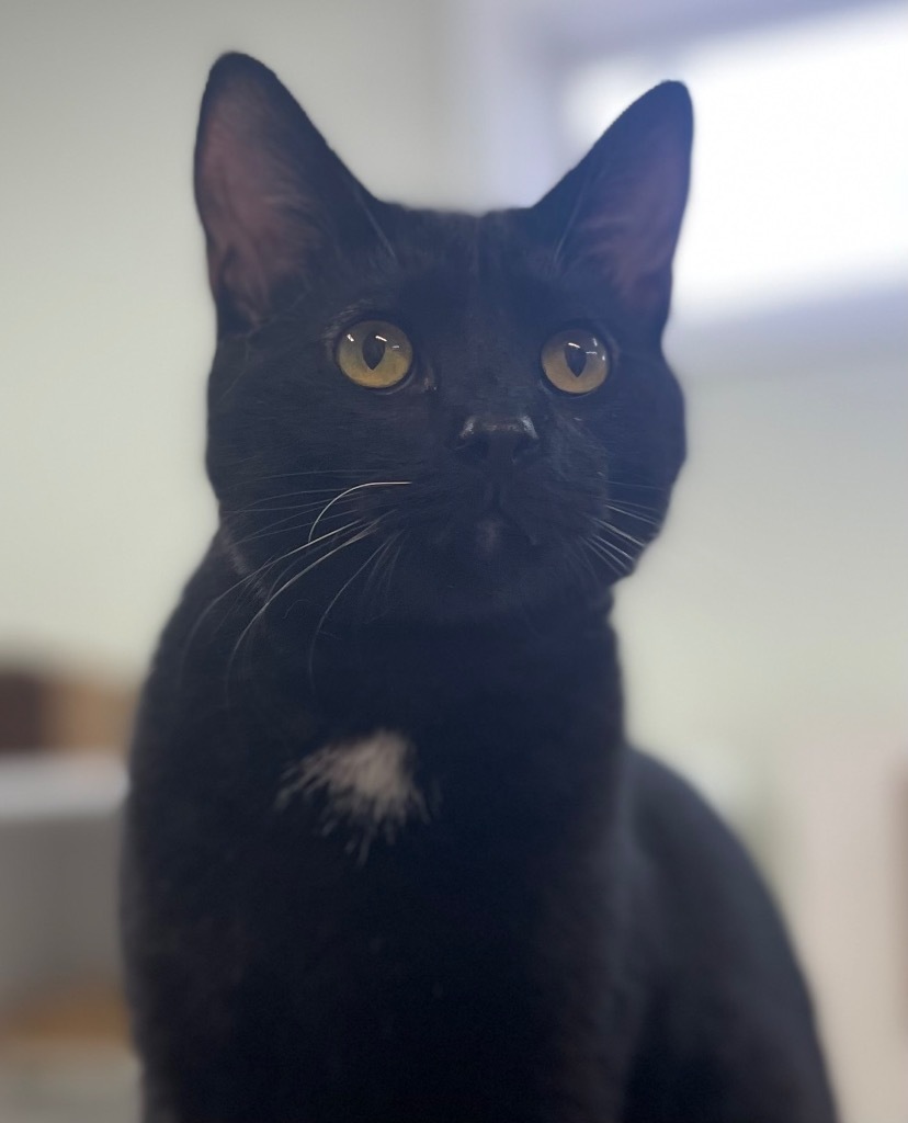 Black Coffee