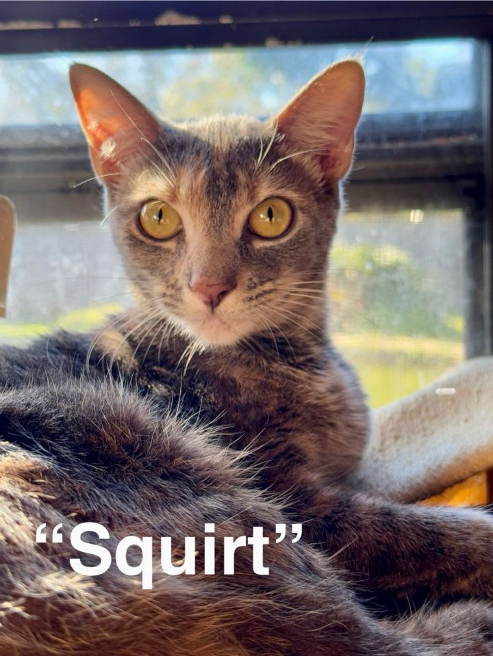 Squirt 1