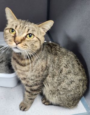 Mystic, Adult Female Tabby