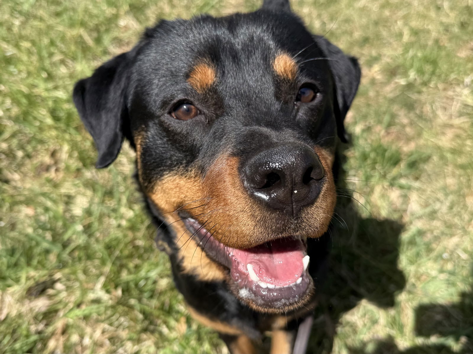 Dalton