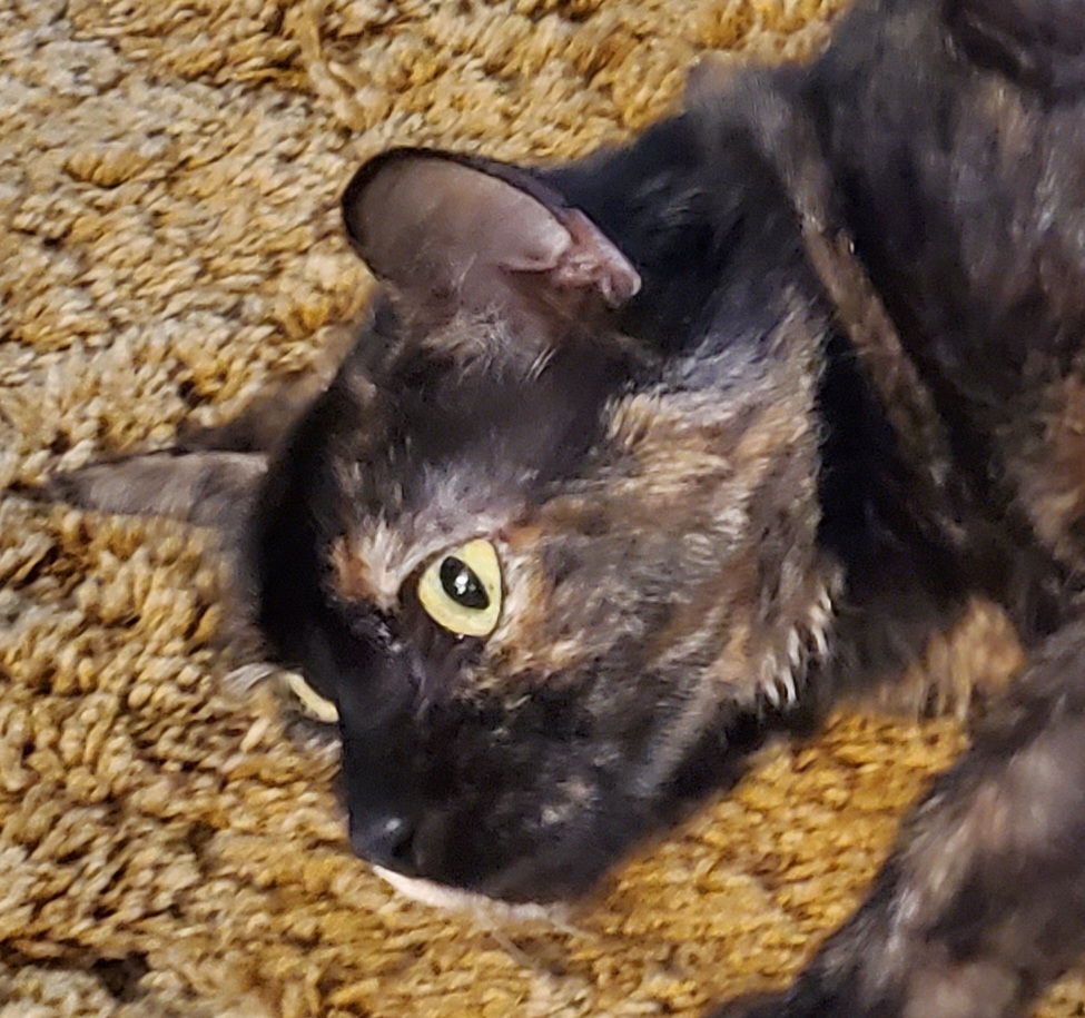 Gidget 3516 declawed