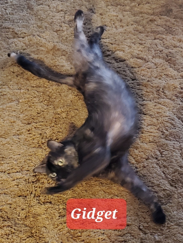 Gidget 3516 declawed