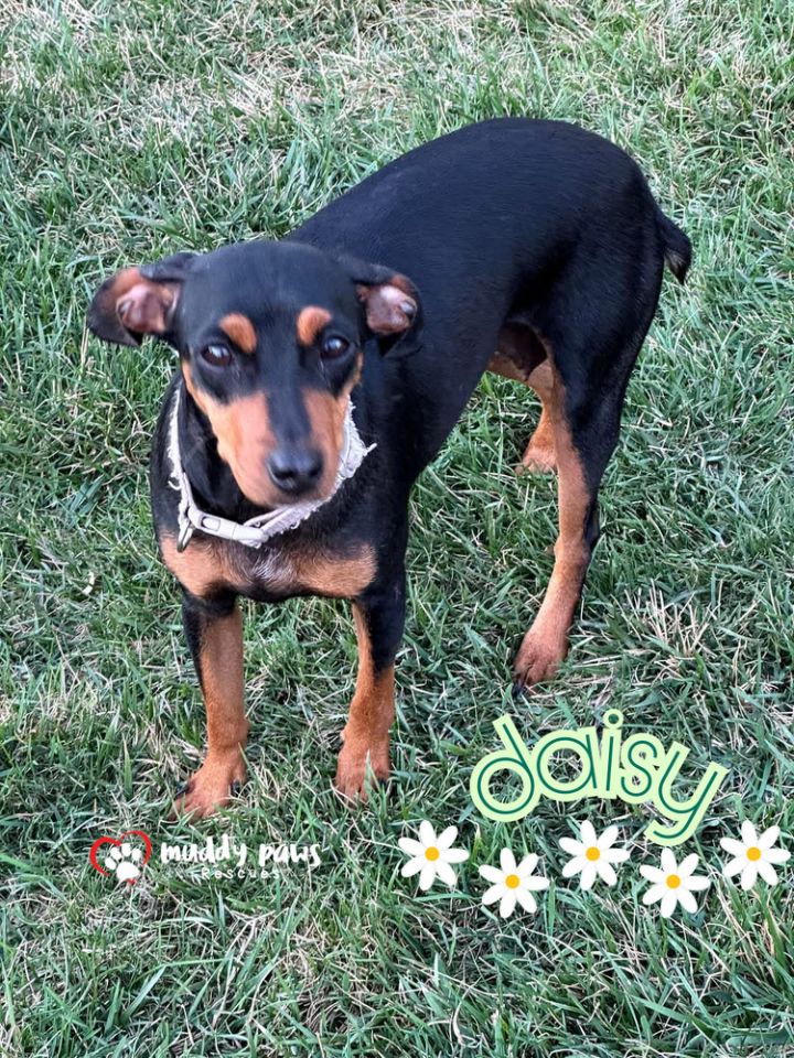 Daisy 1