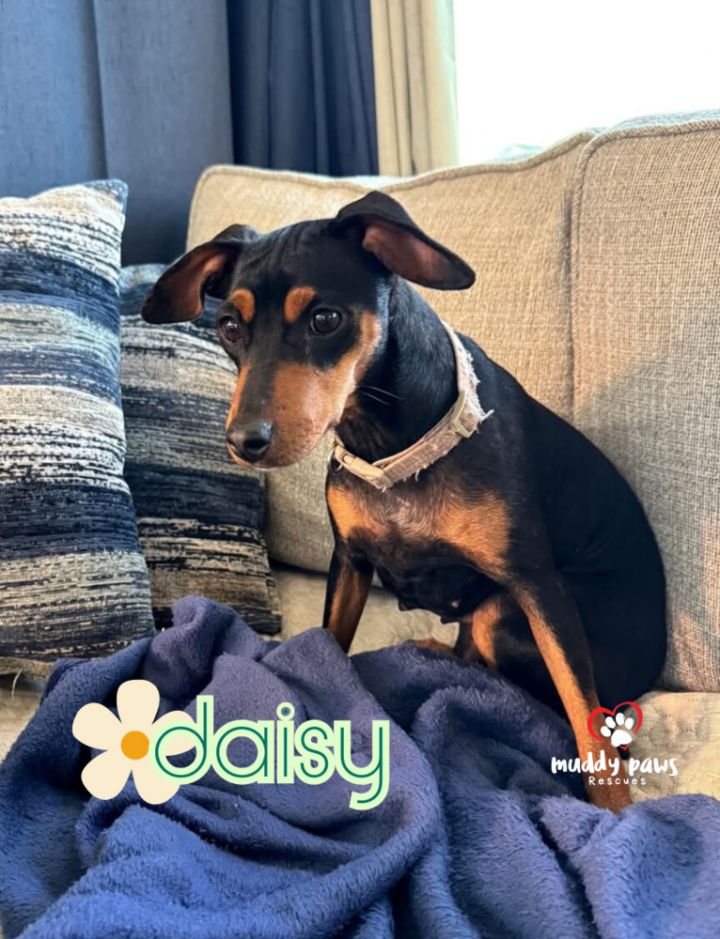 Daisy 3
