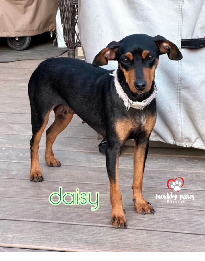 Daisy 4