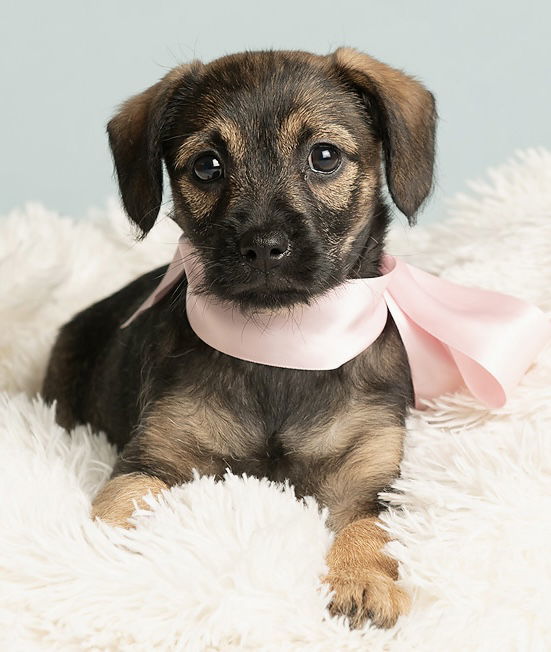 Nursery: Briar Rose 1