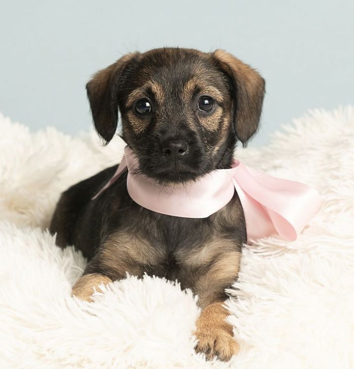 Nursery: Briar Rose 2