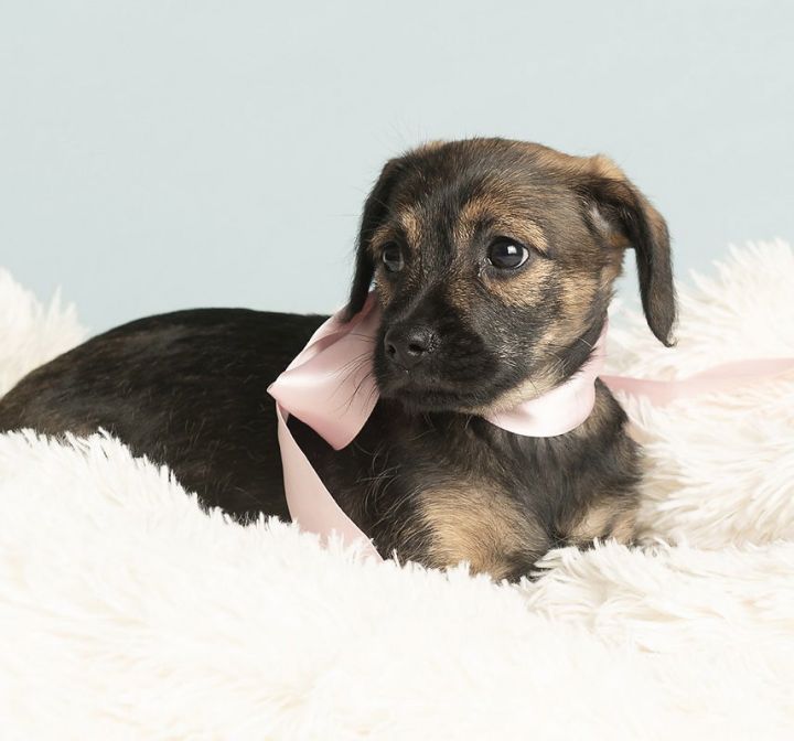 Nursery: Briar Rose 3