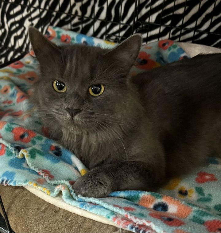 Esther 1