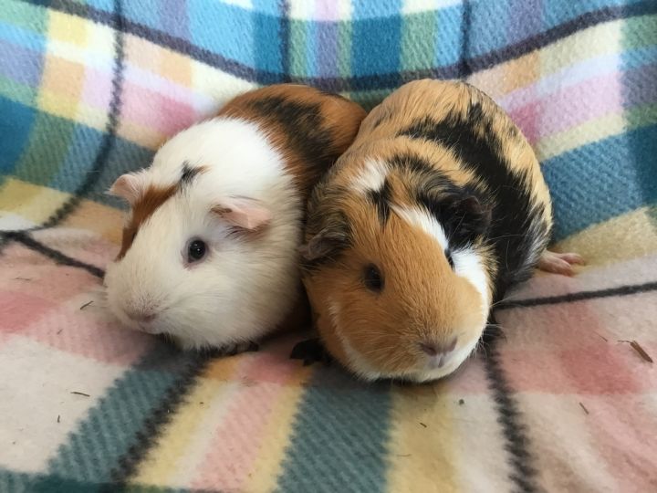 Lorena ( Bonded to Mila) 1