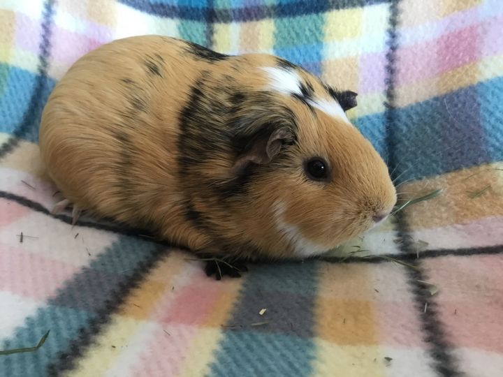 Lorena ( Bonded to Mila) 2