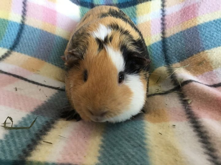 Lorena ( Bonded to Mila) 3