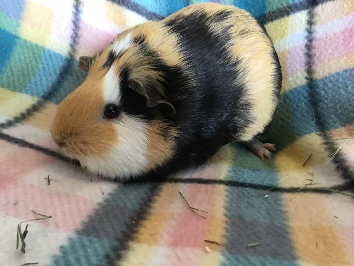 Lorena ( Bonded to Mila) 4
