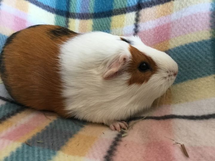 Milla ( Bonded to Lorena) 2
