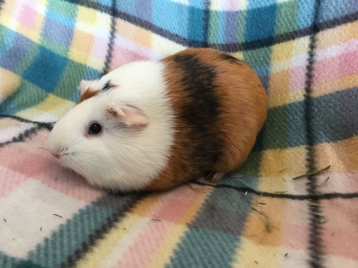 Milla ( Bonded to Lorena) 3