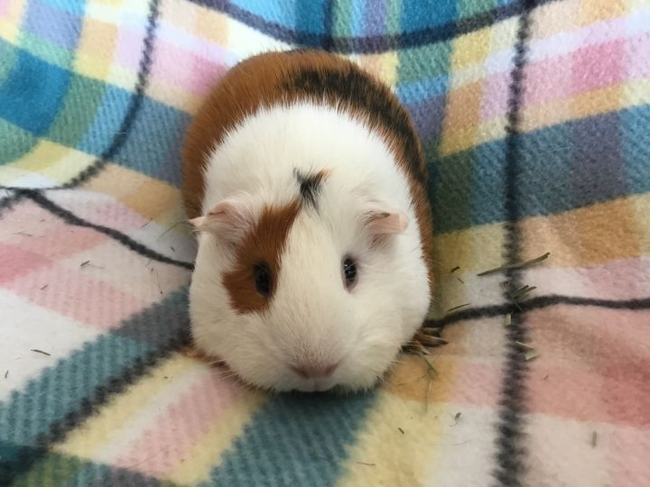 Milla ( Bonded to Lorena) 4