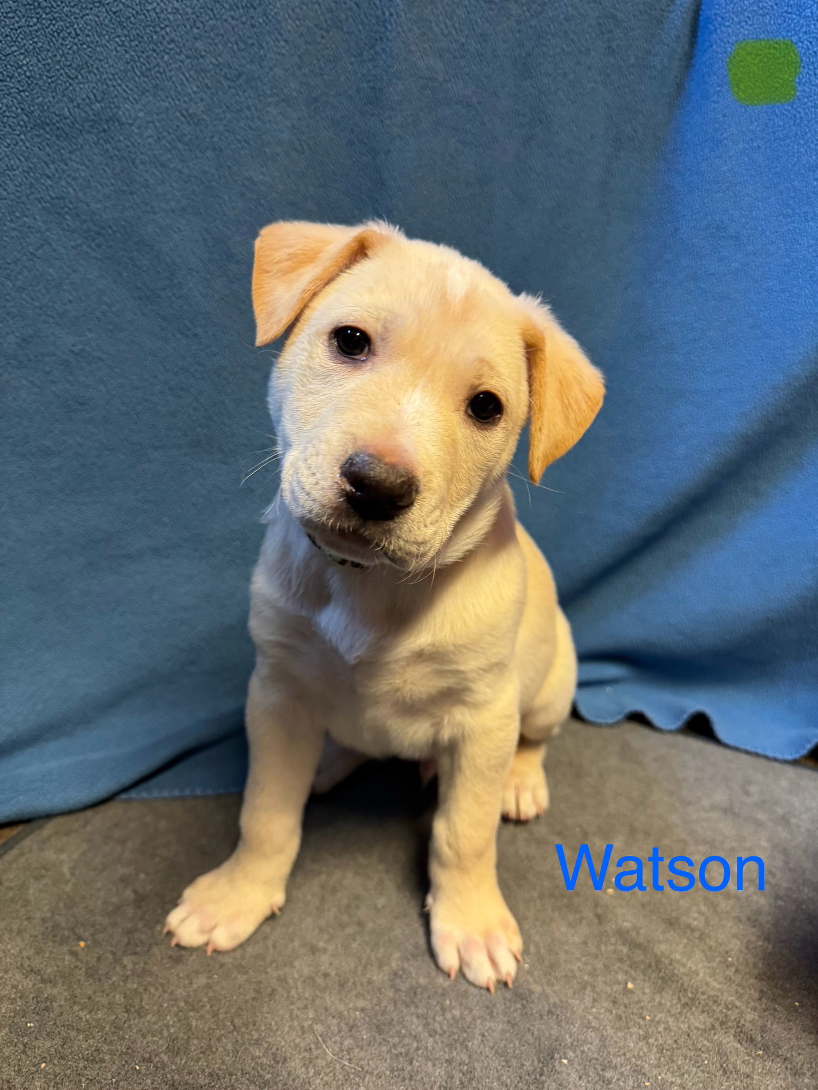 Watson, an adoptable Retriever, Labrador Retriever in Duluth, MN, 55807 | Photo Image 1