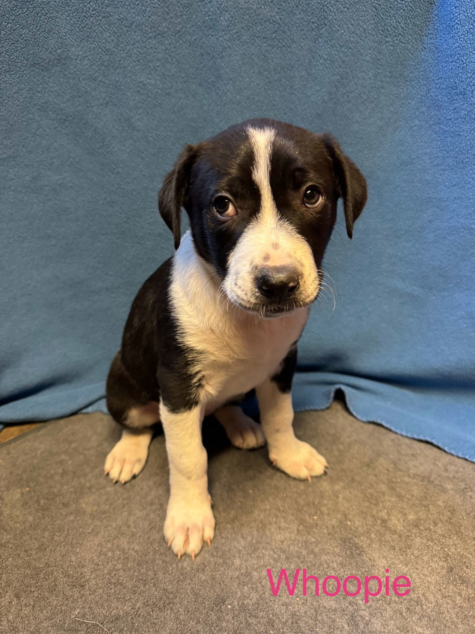 Whoopie, an adoptable Retriever, Labrador Retriever in Duluth, MN, 55807 | Photo Image 1
