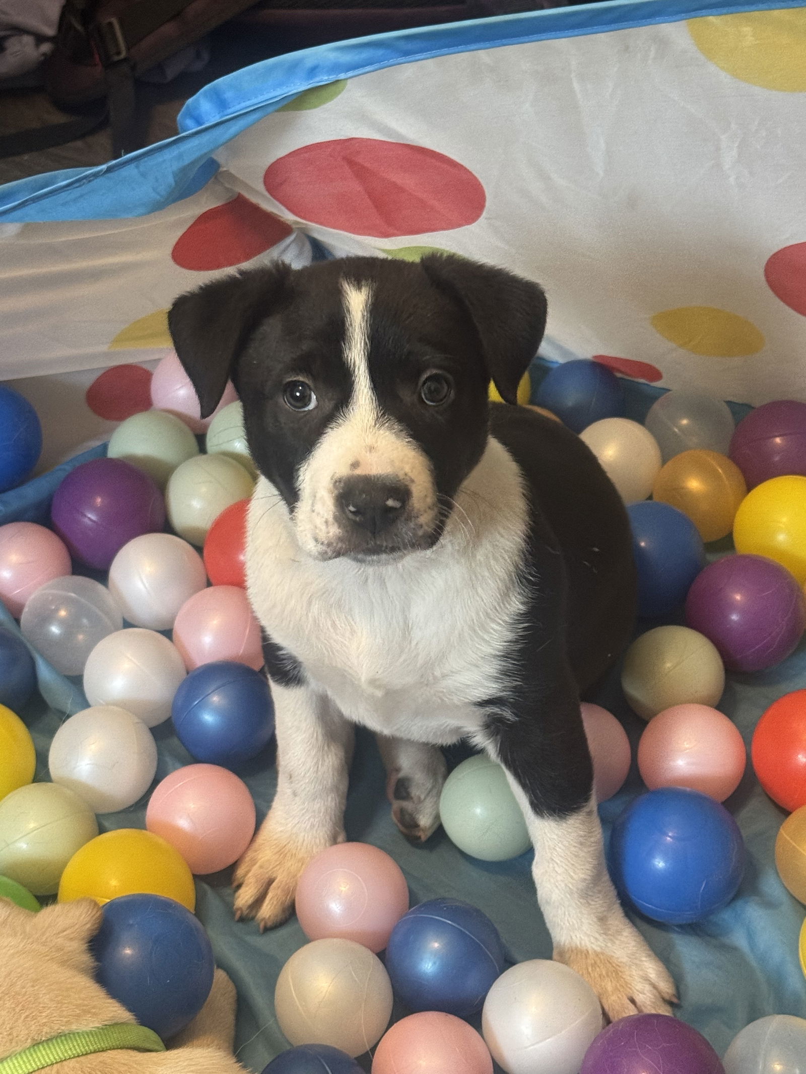Whoopie, an adoptable Retriever, Labrador Retriever in Duluth, MN, 55807 | Photo Image 2