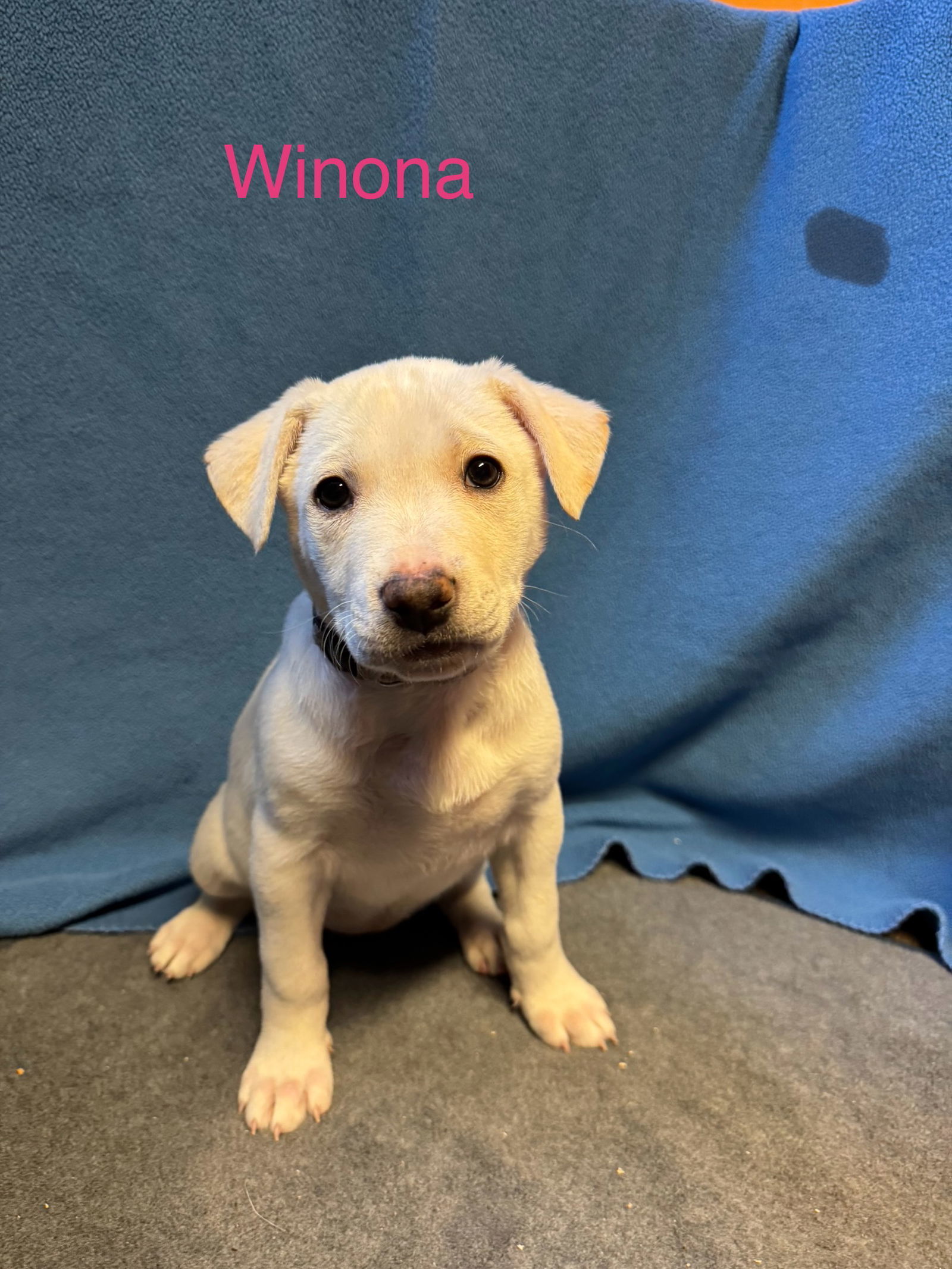 Winona, an adoptable Retriever, Labrador Retriever in Duluth, MN, 55807 | Photo Image 1