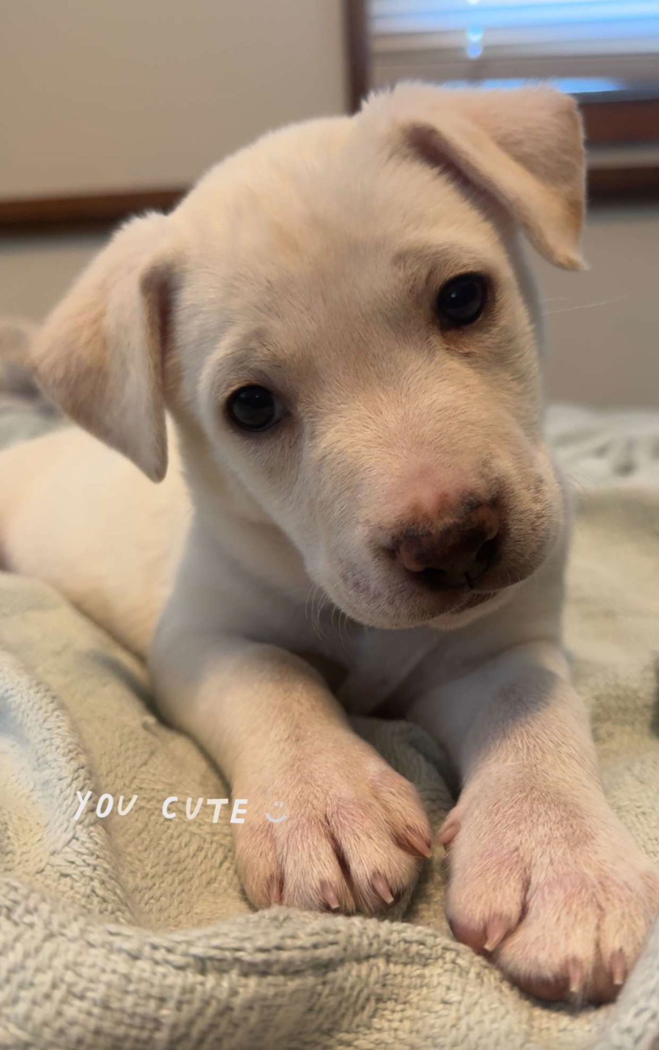 Winona, an adoptable Retriever, Labrador Retriever in Duluth, MN, 55807 | Photo Image 2
