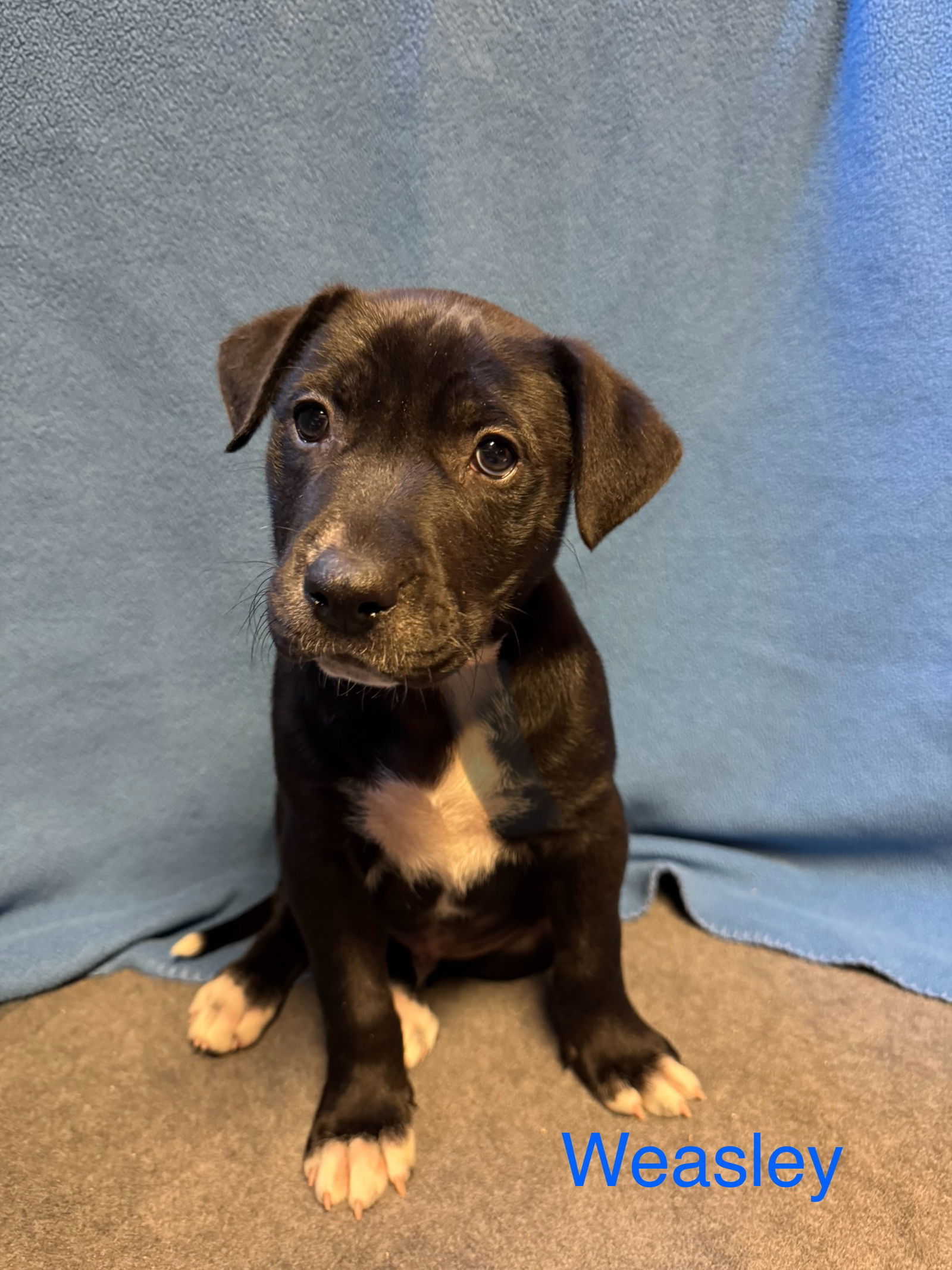 Weasley, an adoptable Retriever, Labrador Retriever in Duluth, MN, 55807 | Photo Image 1