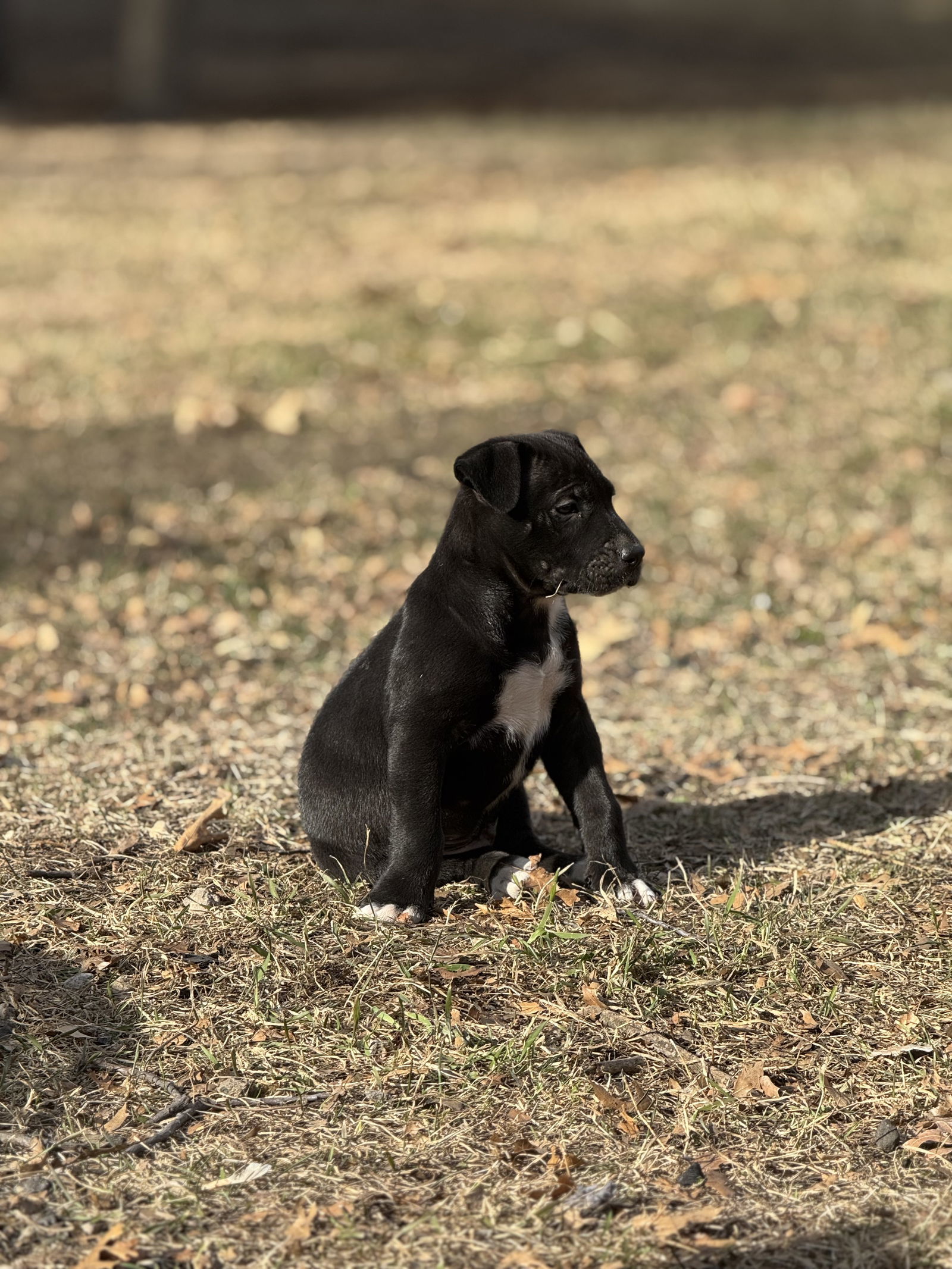 Weasley, an adoptable Retriever, Labrador Retriever in Duluth, MN, 55807 | Photo Image 2