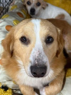 You can fill out an adoption application online on our official website Meet Timber AL Your Hand