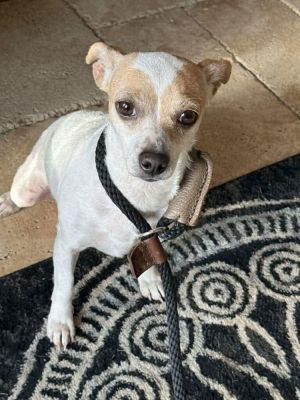 You can fill out an adoption application online on our official websiteTwig a delightful 2-3-year-
