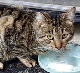 Angelo