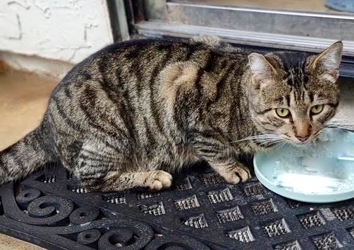 Angelo
