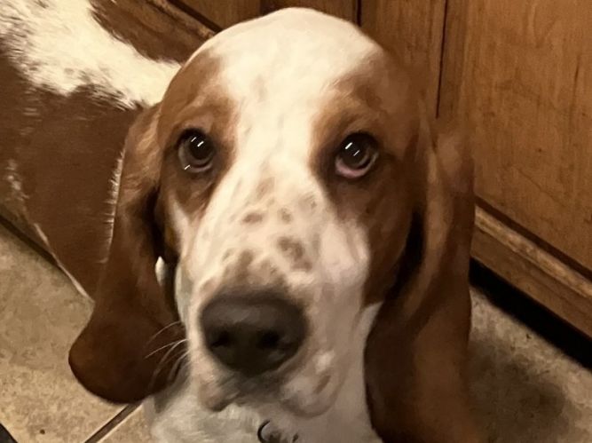 Leo