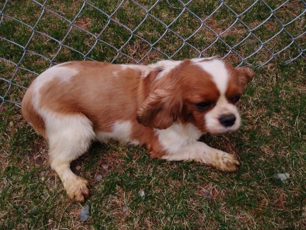 Stella