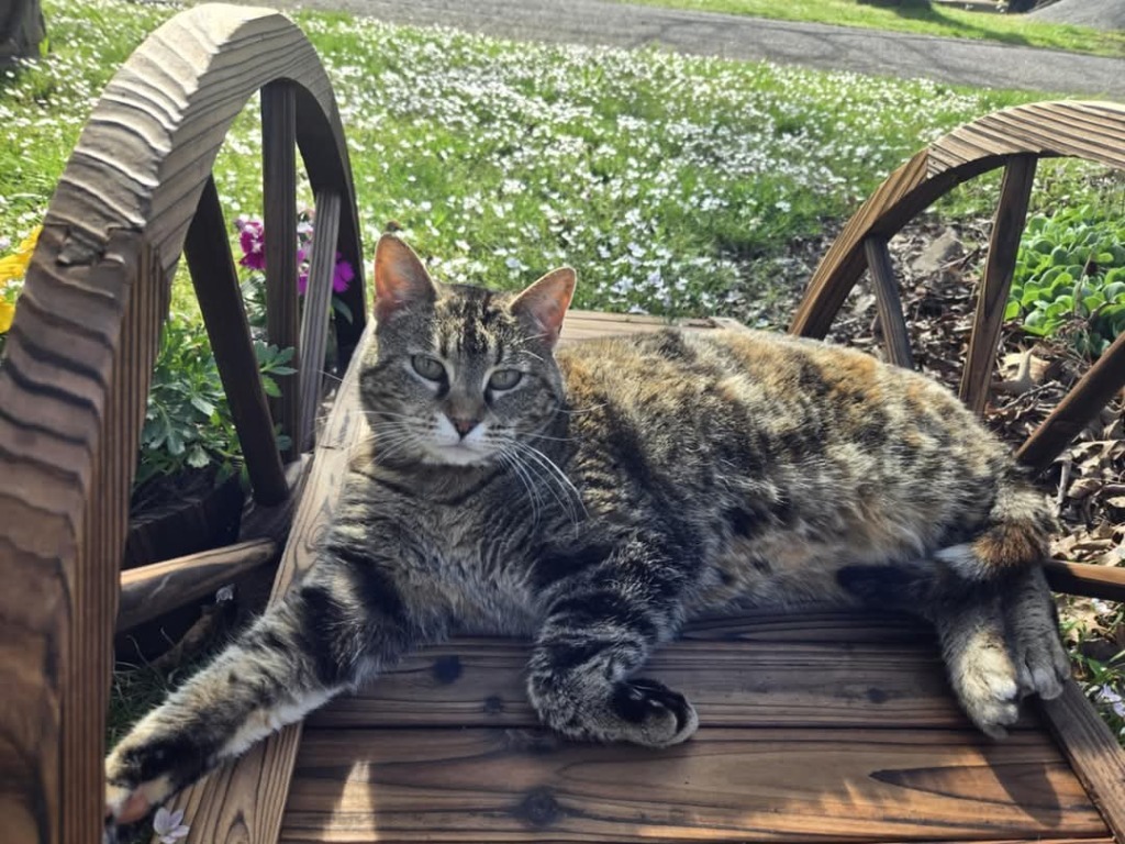 Lily