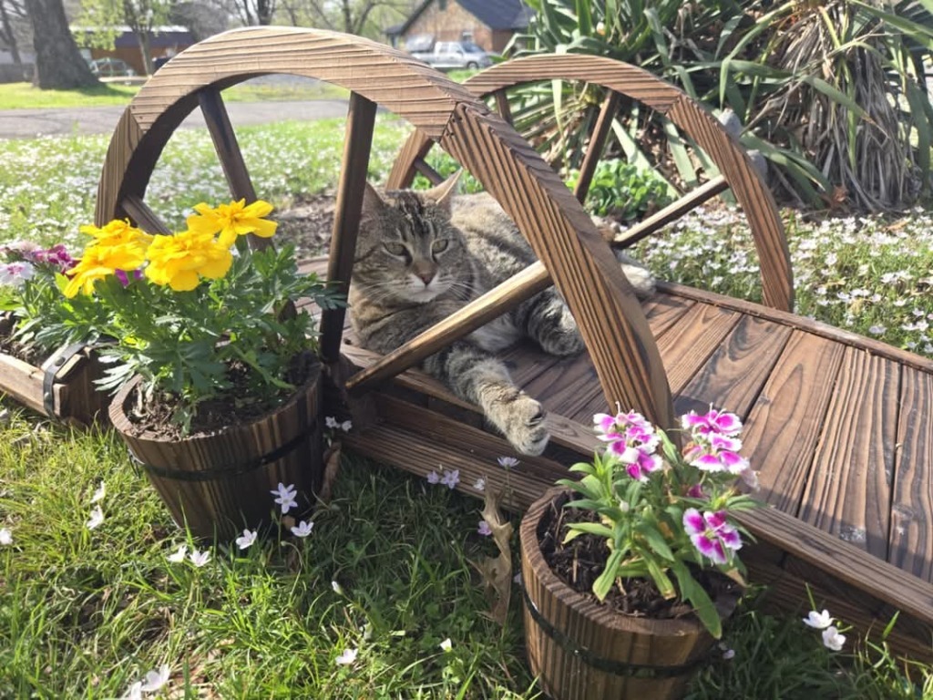 Lily