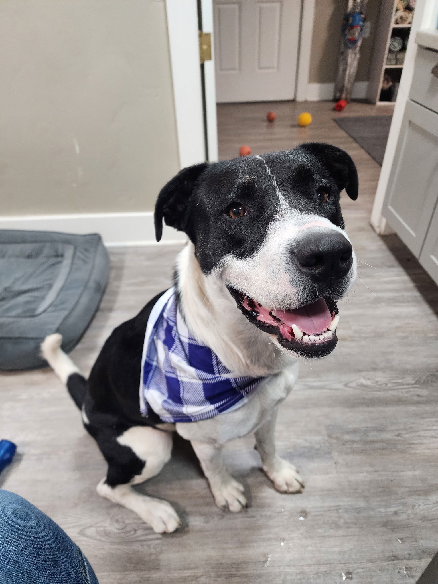 Kassie, an adoptable Mixed Breed in Emmett, ID, 83617 | Photo Image 1