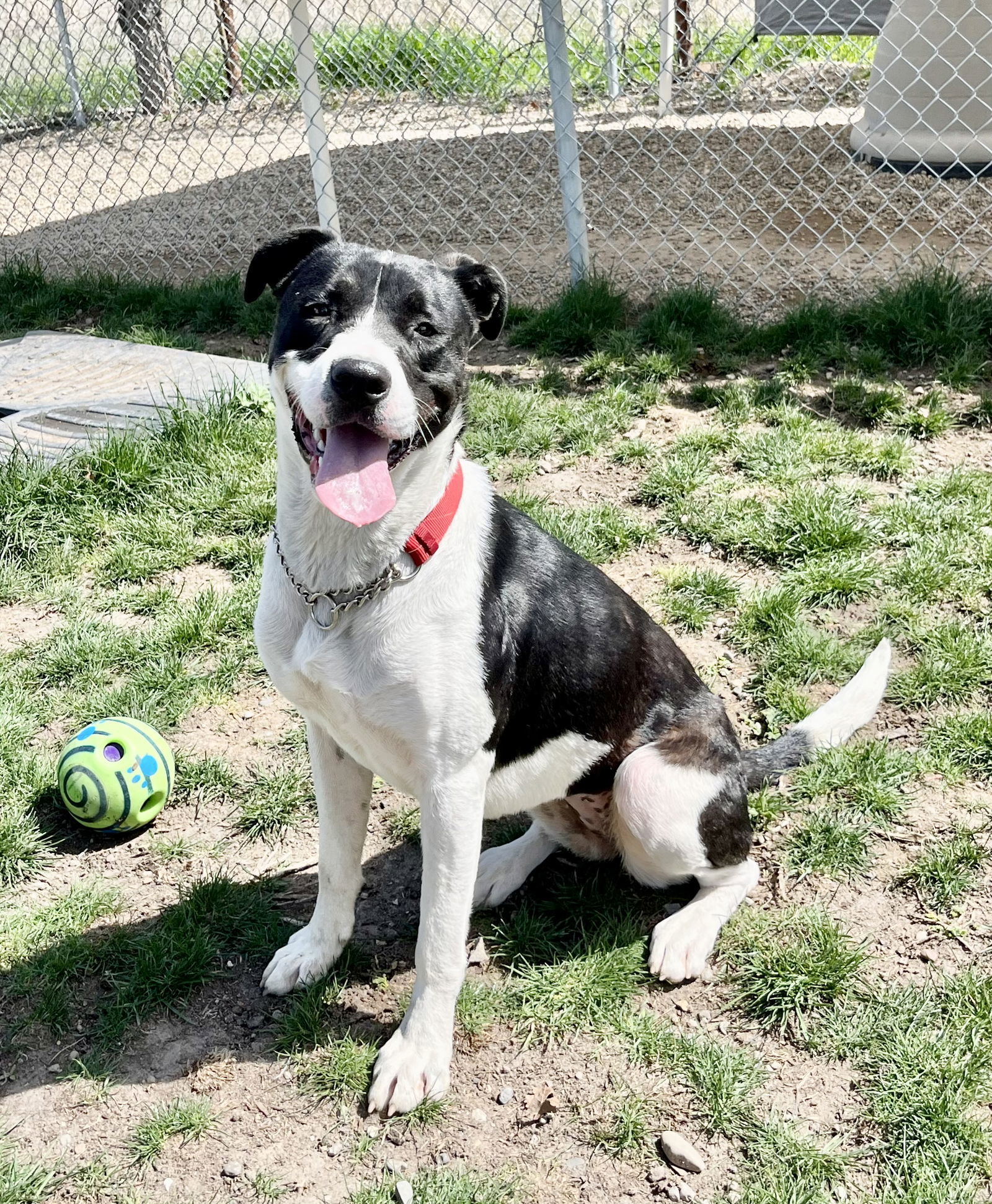Kassie, an adoptable Mixed Breed in Emmett, ID, 83617 | Photo Image 2