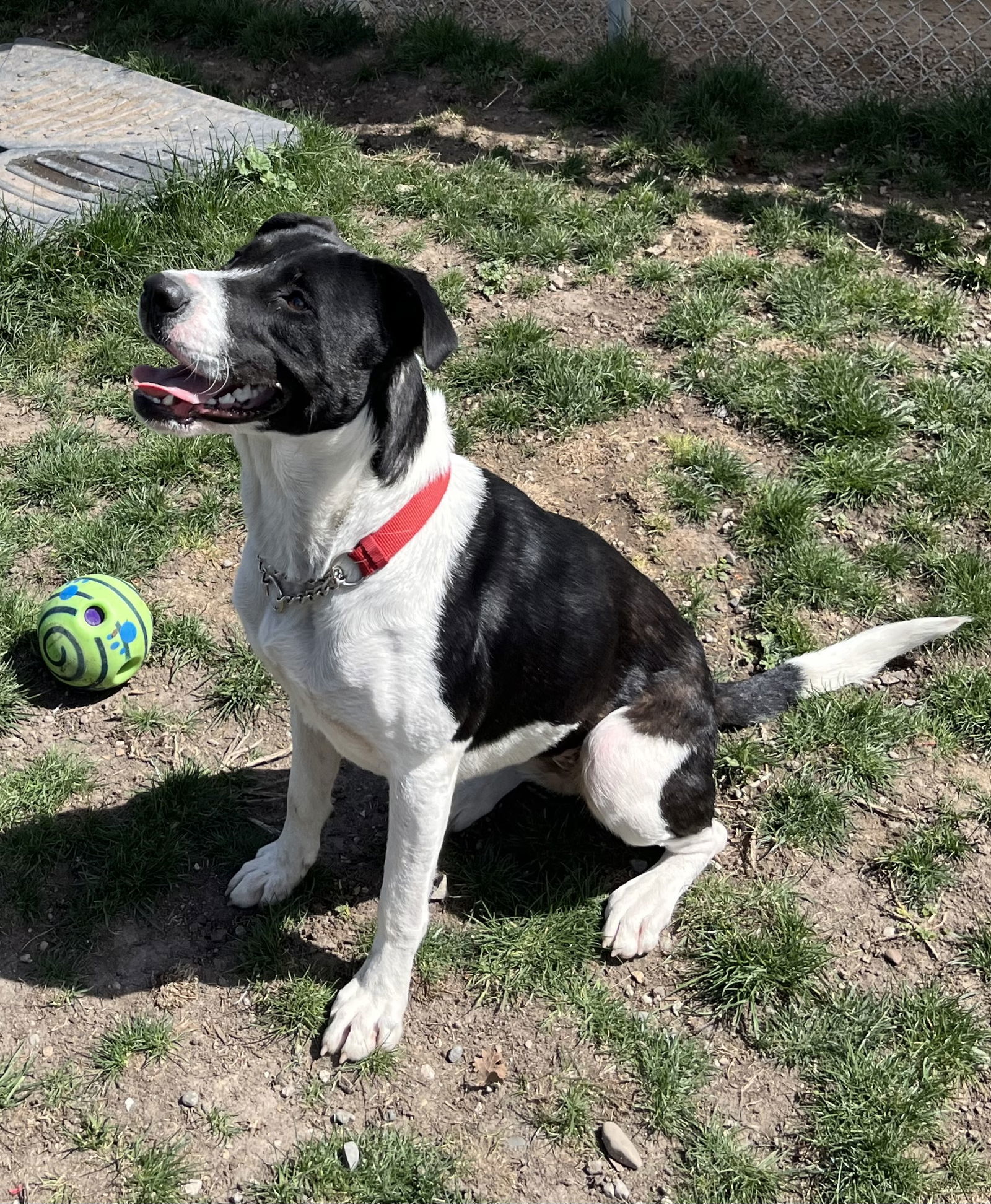 Kassie, an adoptable Mixed Breed in Emmett, ID, 83617 | Photo Image 3