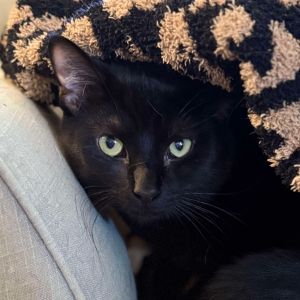 Binx