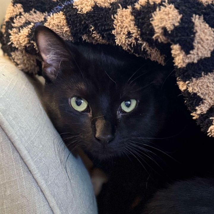 Binx 1