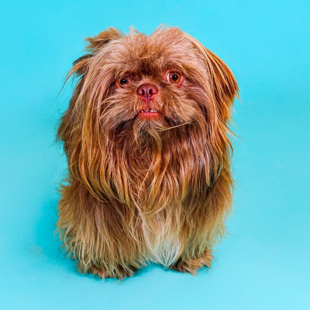 Chewy (Bonded with Han)