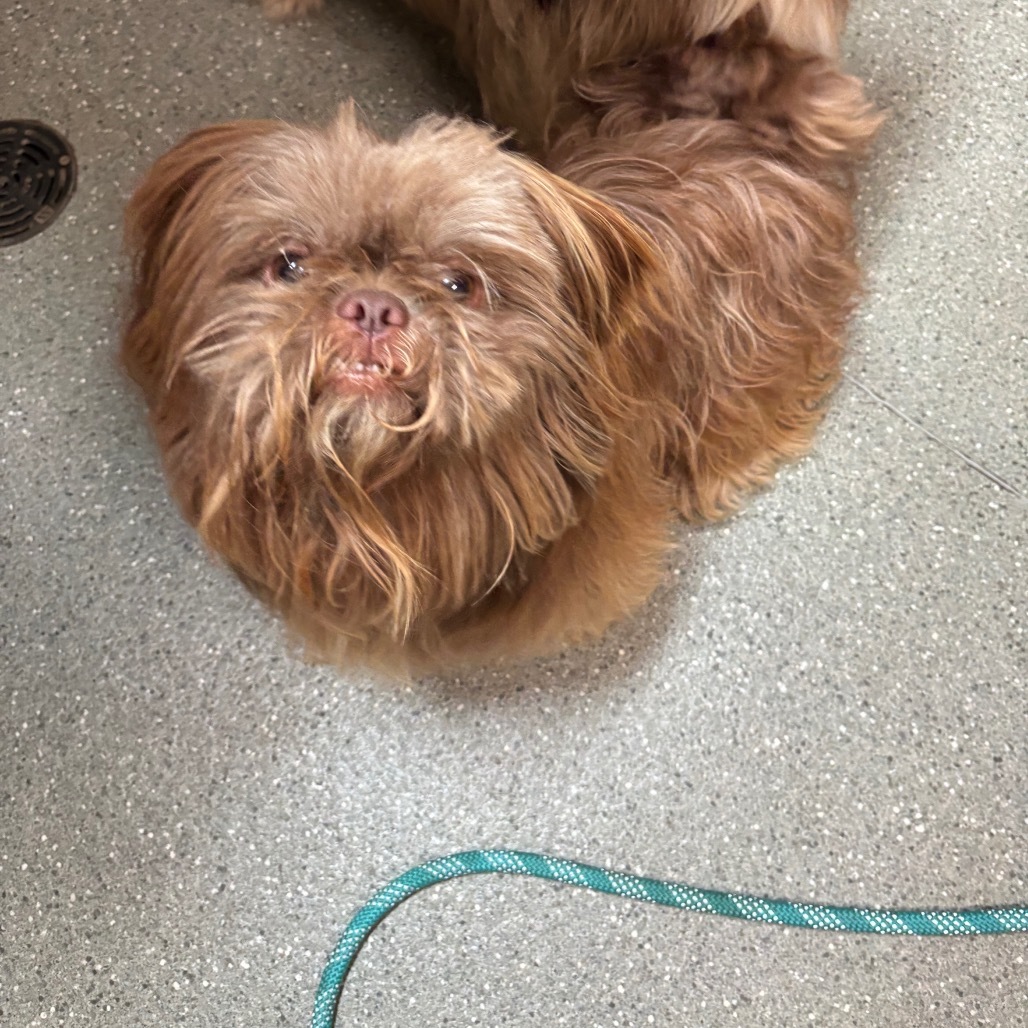 Chewy (Bonded with Han)