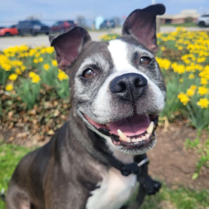 Maya