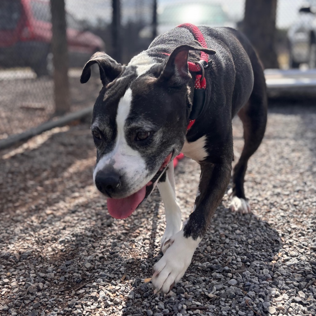 Maya