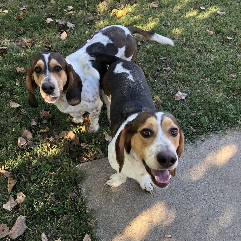 Duke & Duchess