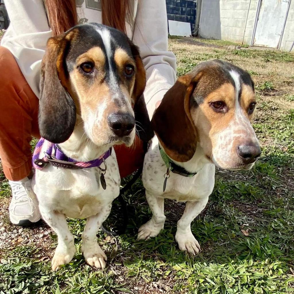 Duke & Duchess