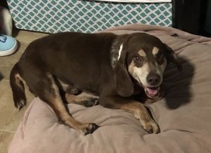 Roscoe VI